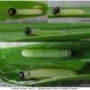 ochl sylvanus larva1 volg1